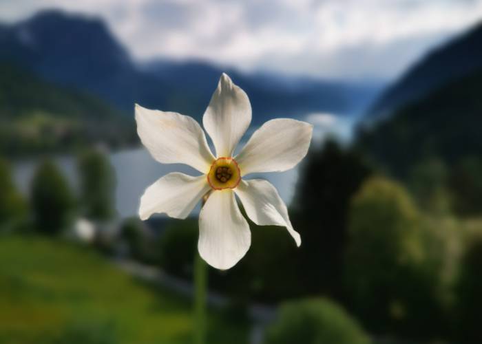 Narzissenfest im Ausseerland